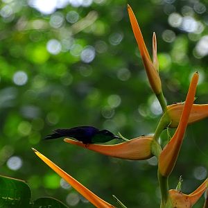 Purple-crowned wood-nymph male