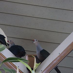 Red-knobbed Imperial-pigeons?