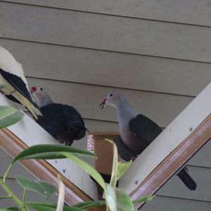 Red-knobbed Imperial-pigeons?