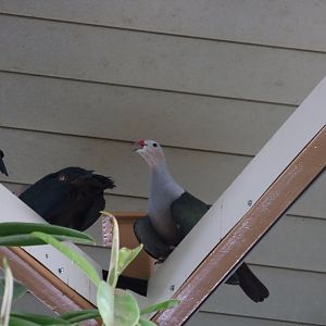 Red-knobbed Imperial-pigeons?
