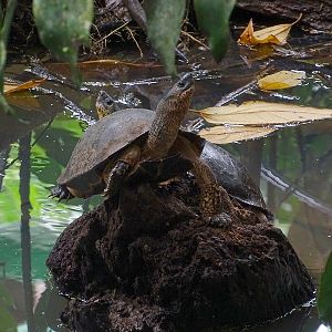 Black River Turtle