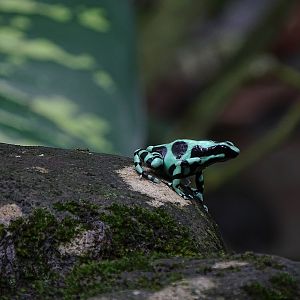 Black-and-Green Poison dart frog