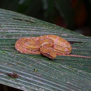 Eyelash viper