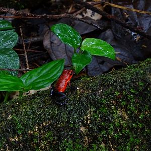Strawberry poison frog