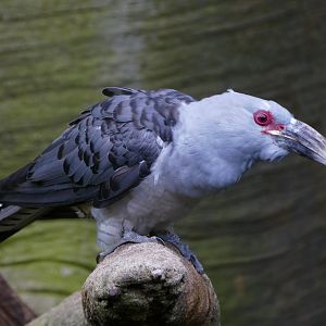 Channel-billed cuckoo