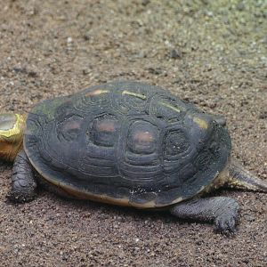 Yellow-margined box turtle