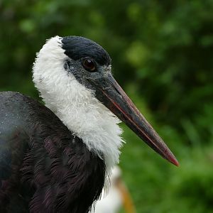 Asian woolly-necked stork