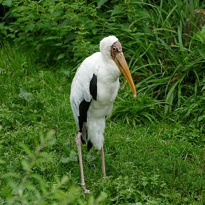 Milky stork