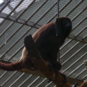 Venezuelan red howler