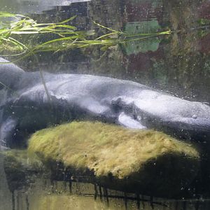 Chinese giant salamander