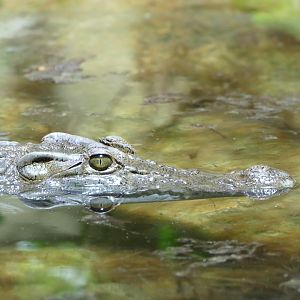 Philippine crocodile
