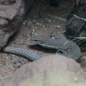 Line-tailed pygmy monitor