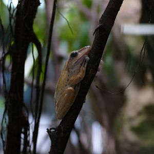 Spot-legged tree frog
