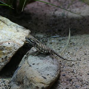 Dwarf bearded dragon