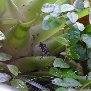 Nassau Plateau stubfoot toad