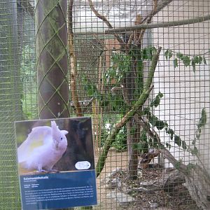 Rostock Zoo - Bird/reptile house - Cockatoo aviary