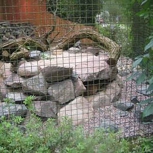 Rostock Zoo - Bird/reptile house - Hyrax exhibit