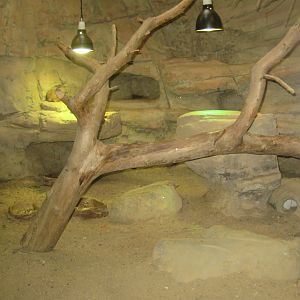 Rostock Zoo - Bird/reptile house - Gundi exhibit