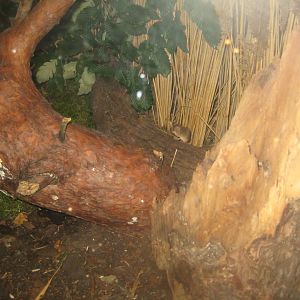 Rostock Zoo - Bird/reptile house - Mouse exhibit