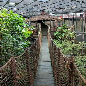 Rainforest walkway