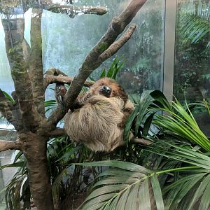 Sleeping Sloth