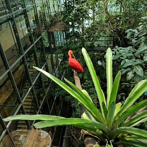 Red Ibis