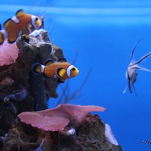 Coral Reef Tank