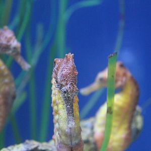 Seahorses