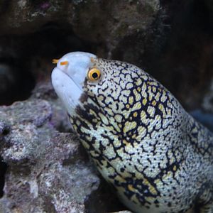 Moray Eel