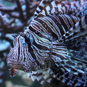 Lion Fish