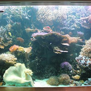 Coral Reef Tank