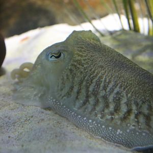 Cuttlefish