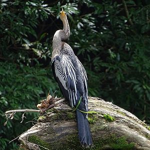 Anhinga (female)