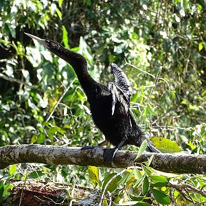 Anhinga (male)