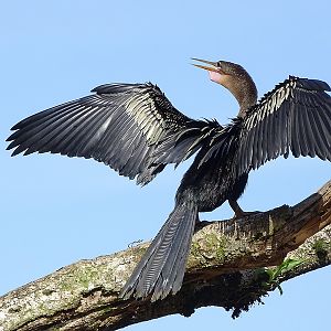 Anhinga (female)