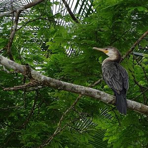 Neoptropical cormorant