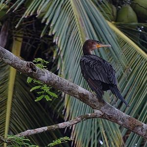 Neoptropical cormorant