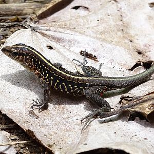 Central-American Ameiva