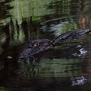 Spectacled caiman