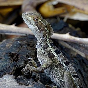 Brown basilisk