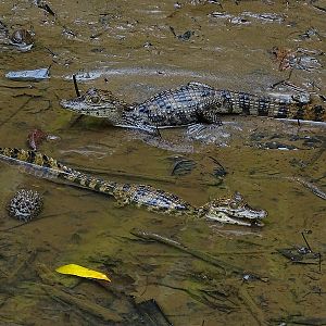 Young spectacled caiman