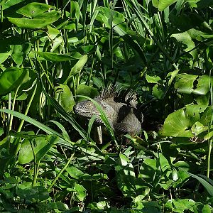 Green iguana