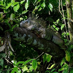 Green iguana