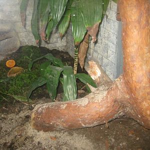 Rostock Zoo - Bird/reptile house - Gecko exhibit