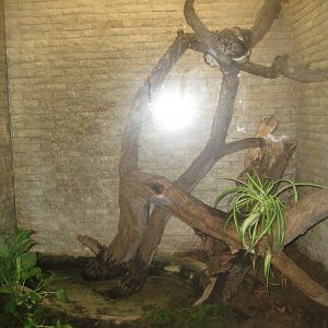 Rostock Zoo - Bird/reptile house - Python exhibit