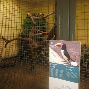 Rostock Zoo - Bird/reptile house - Aracari aviary