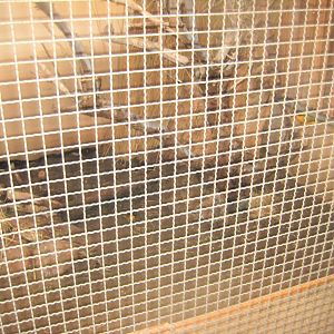 Rostock Zoo - Bird/reptile house - African aviary