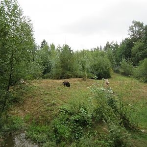 Grizzly Bear Exhibit