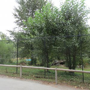 American Black Bear Exhibit - New in 2012