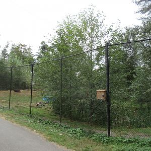 American Black Bear Exhibit - New in 2012